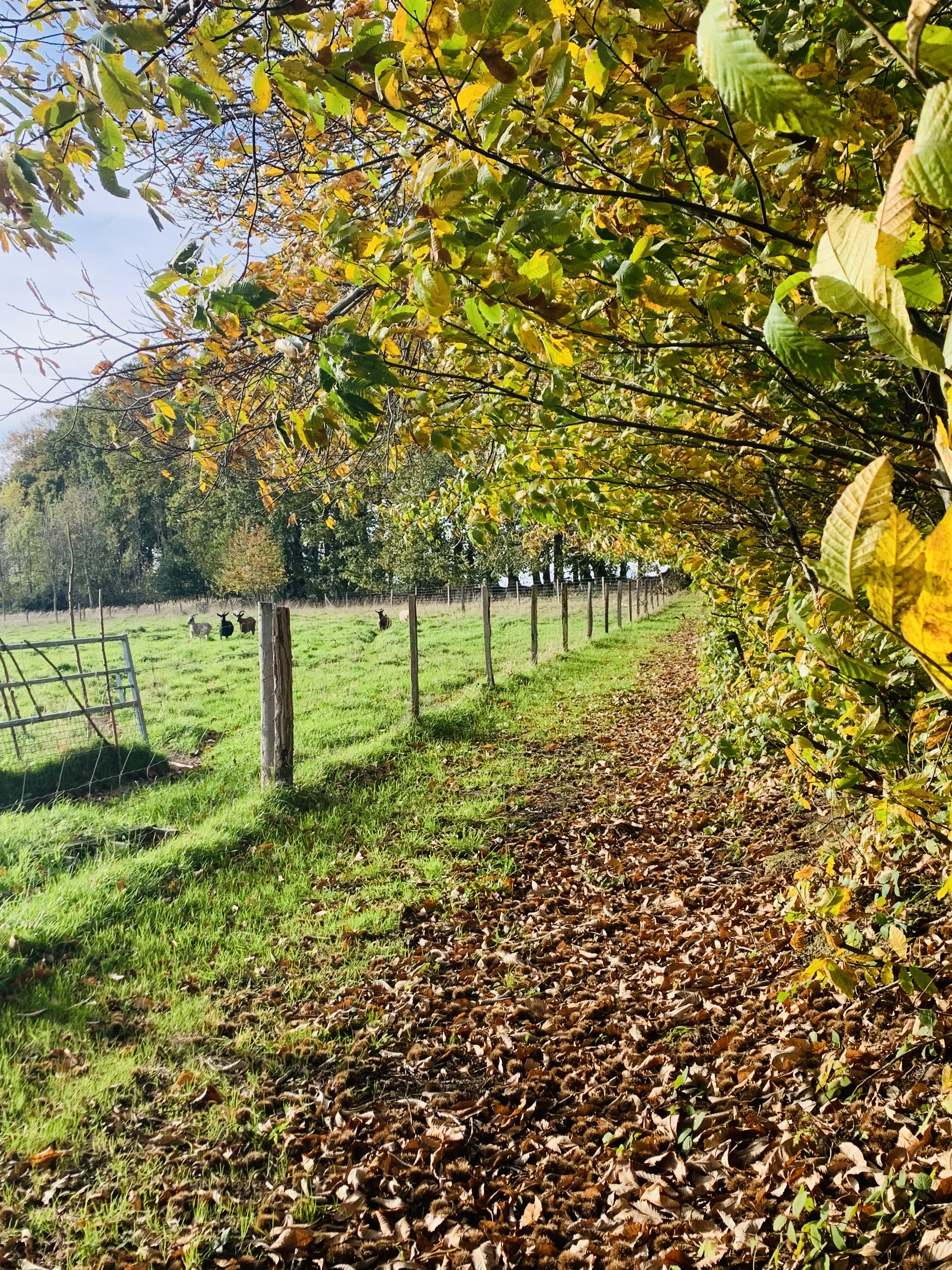 Balade auprès de nos animaux 
